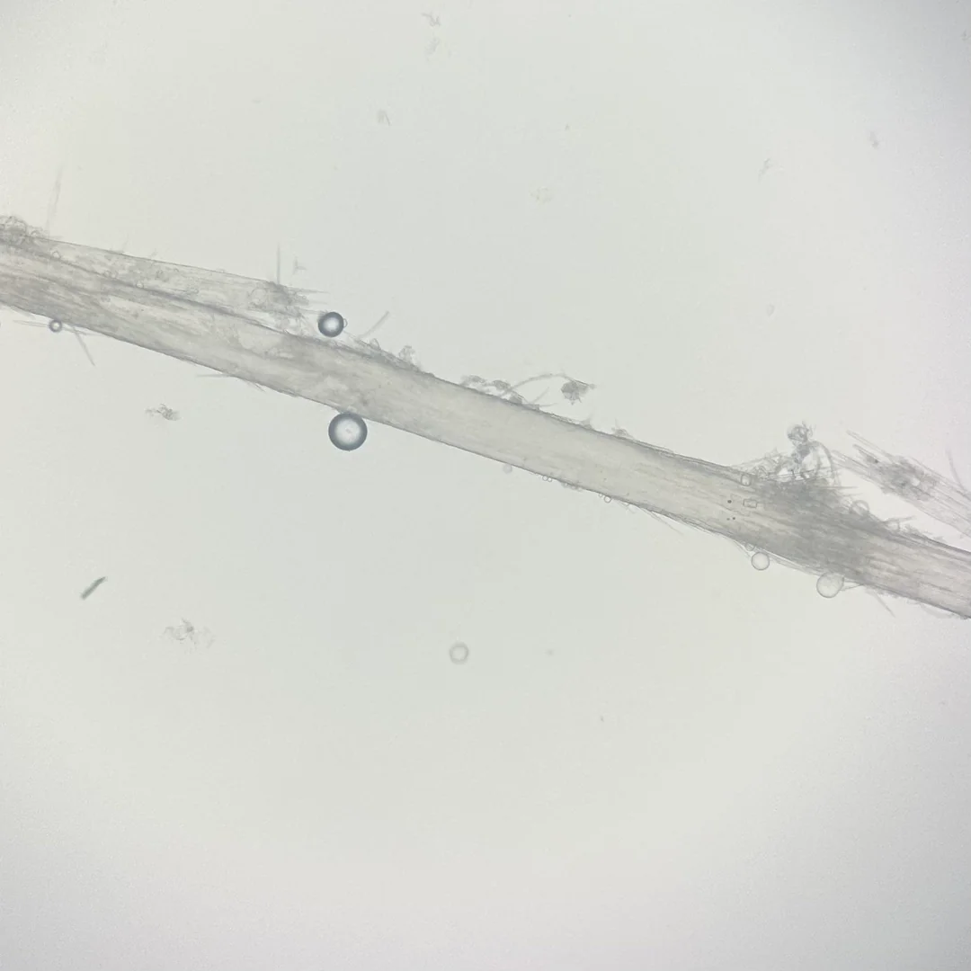 See what bleached hair really looks like under the microscope 🤯