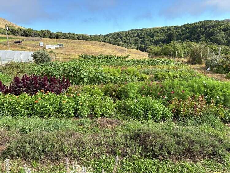 Bay Area’s beloved farm stand faces closure