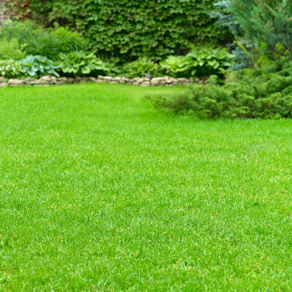 Save Your Lawn from August Heat!