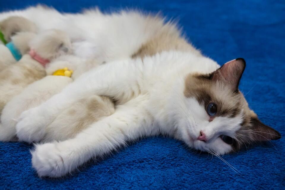 Cat Mom Strawberry Shows Off Her Kittens!