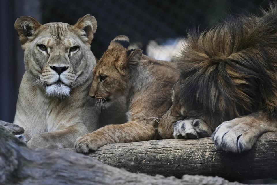 Czech Zoo’s Lion Cubs Are a Big Deal