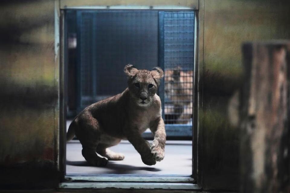Barbary Lion Cubs Make a Comeback!