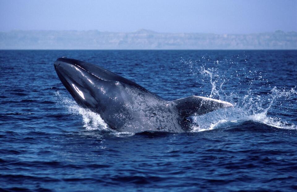 Blue Whales Are Going Silent?!