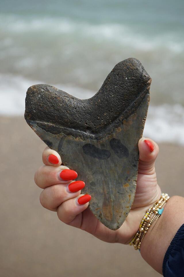Megalodon tooth found off NC coast!