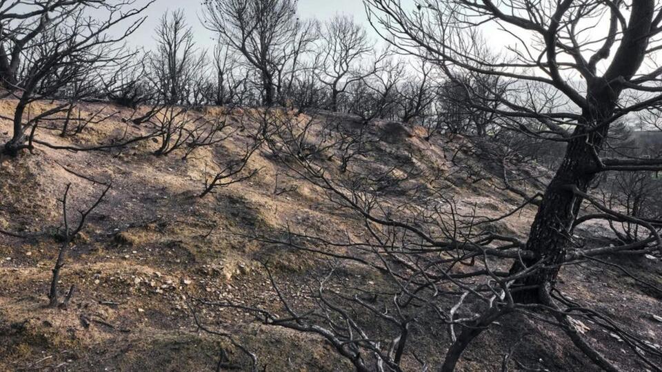 How satellites are helping forests heal after wildfires