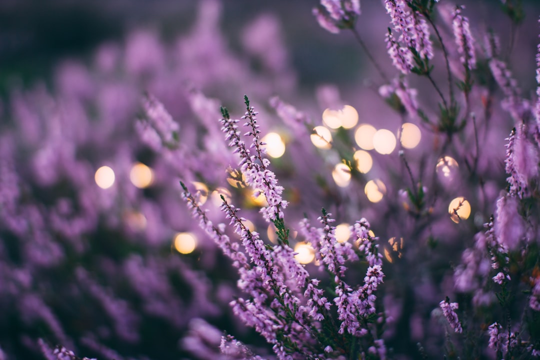Any lavender perfumes that still exist??