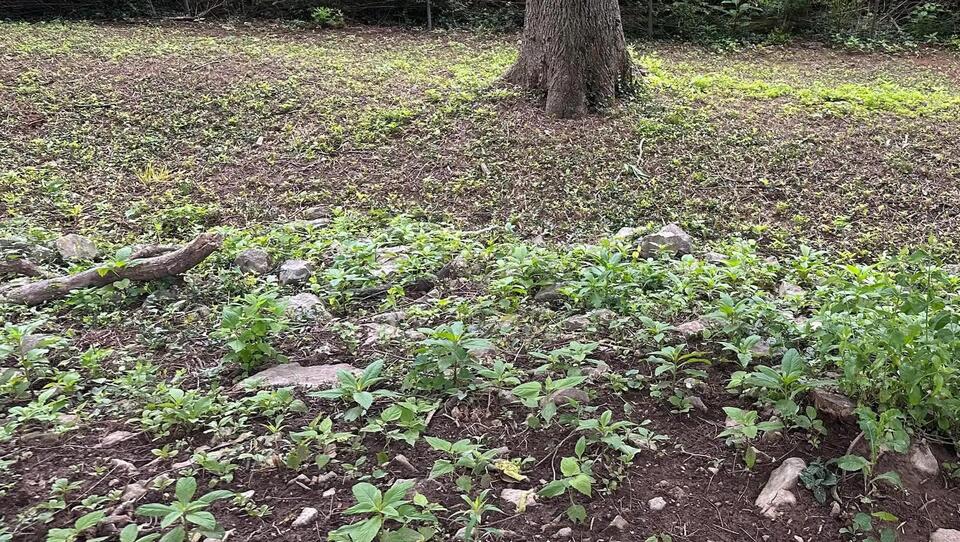 Homeowner vs. Bamboo: The Ultimate Yard Battle