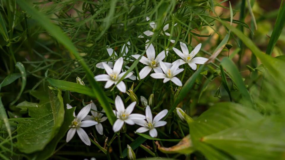 Hidden yard invader: Watch out for this plant!