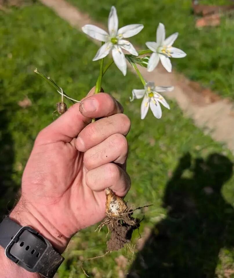Hidden yard invader: Watch out for this plant!