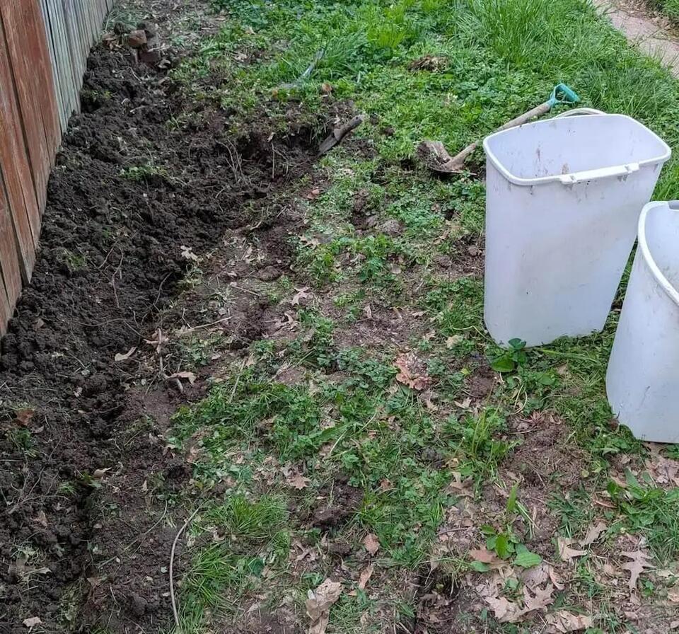Hidden yard invader: Watch out for this plant!