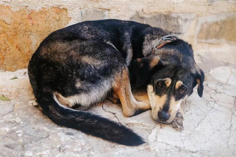 Lost Cleveland dog finds his way home after a year