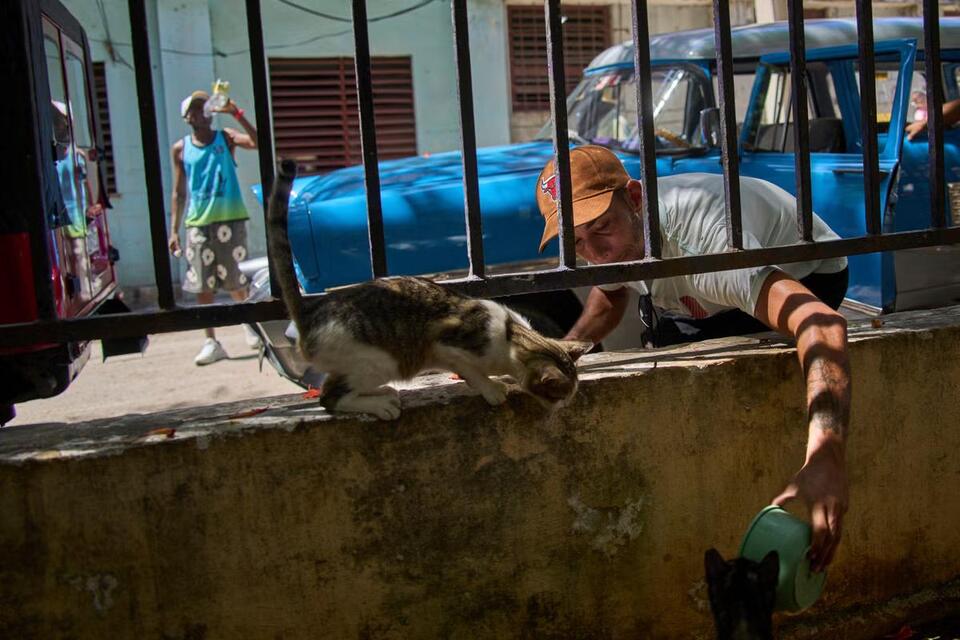 Cuba’s Stray Crisis: Heartbreaking Numbers