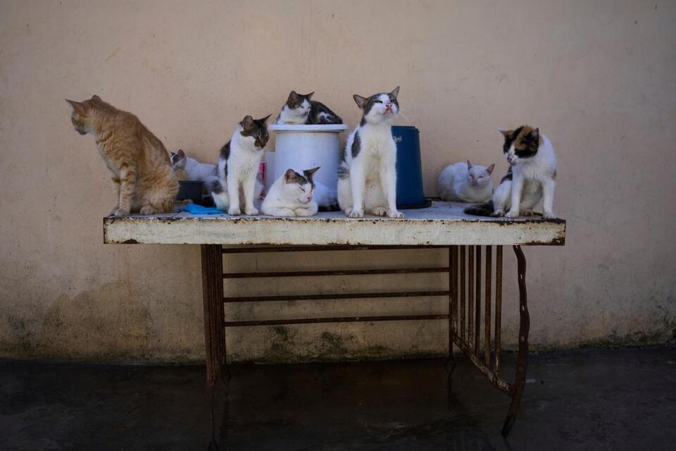 Cuba’s Stray Crisis: Heartbreaking Numbers