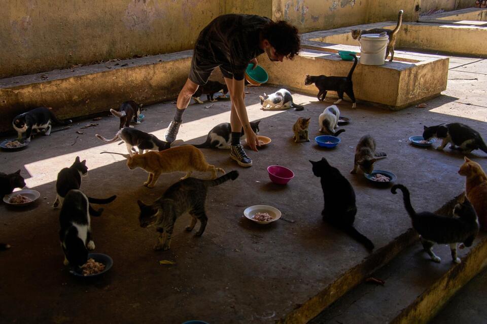 Cuba’s Stray Crisis: Heartbreaking Numbers