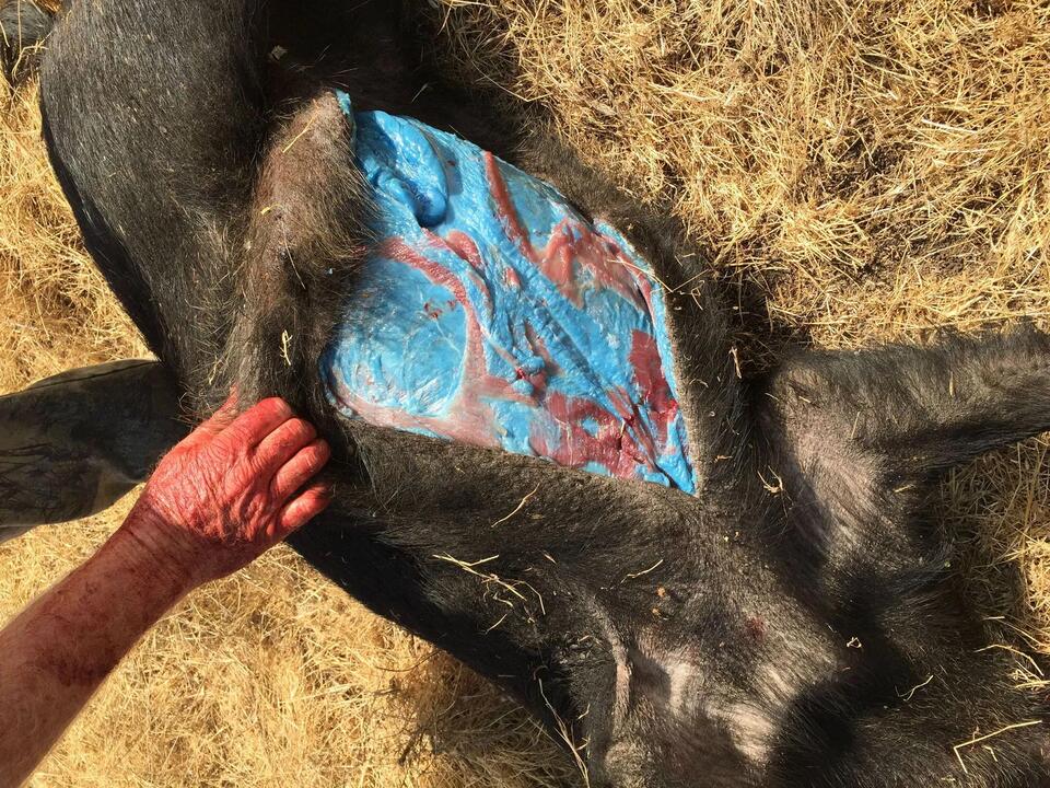 Wild pigs in California turn neon blue