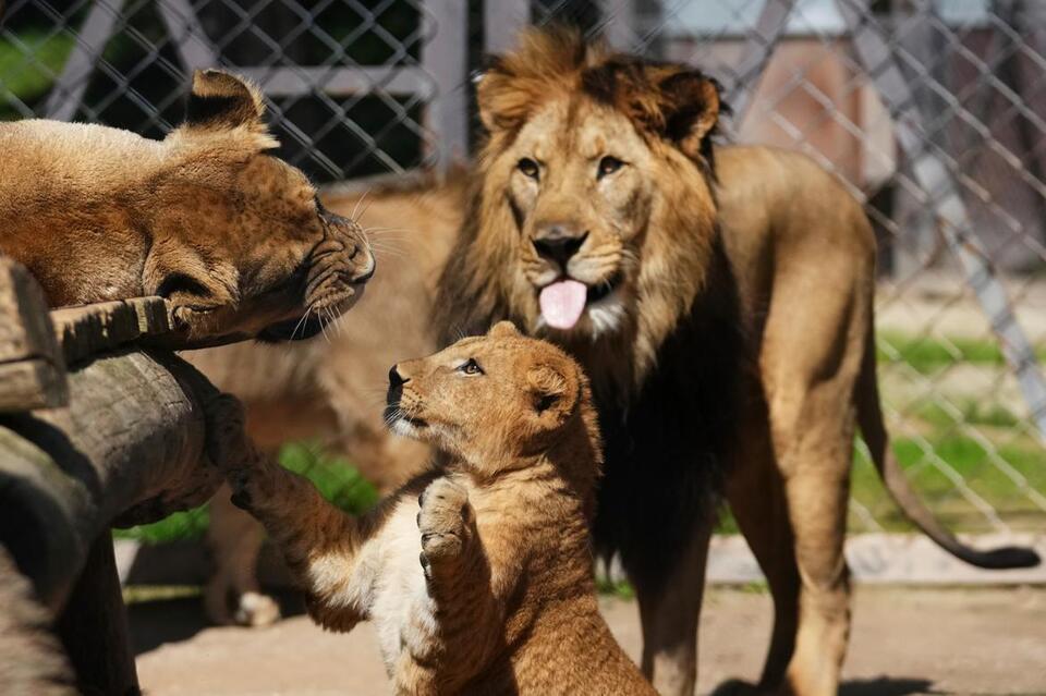 Rare Lion Cubs Born—Hope for the Wild?