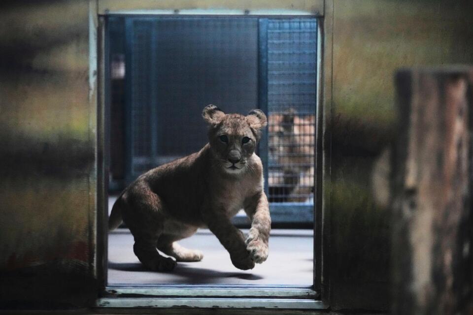 Rare Lion Cubs Born—Hope for the Wild?