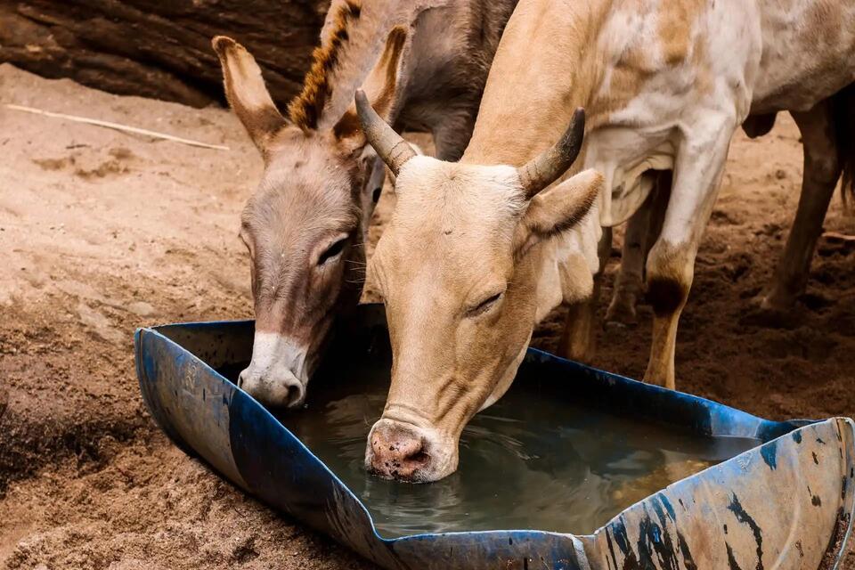 Animals Are Acting Weird in the Heat!