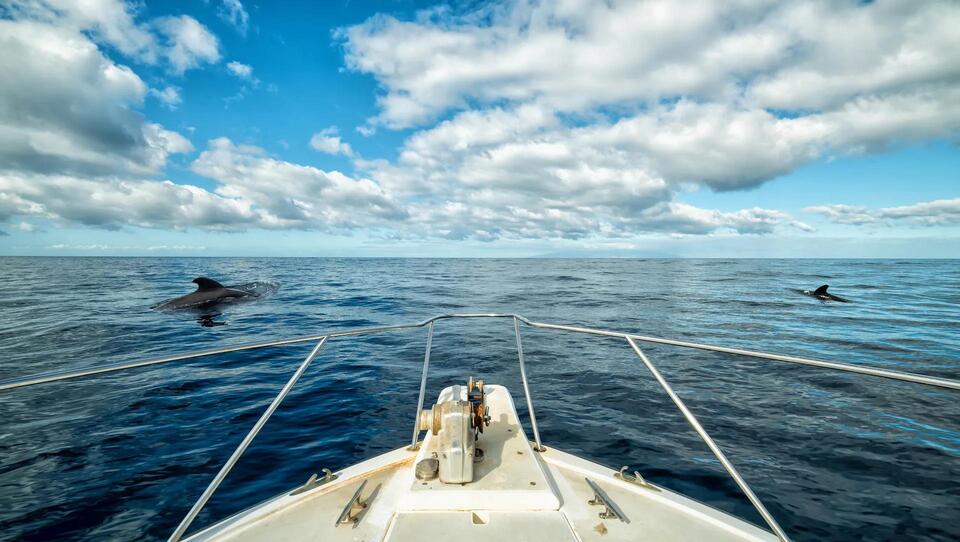 Oregon’s coast gets a rare visit from blue whales