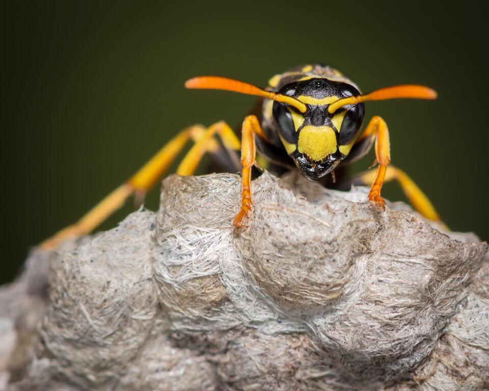Radioactive wasp nests found at Savannah River