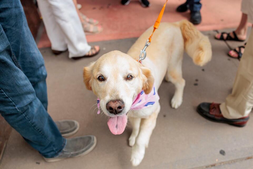 Ann Arbor man’s joyful reunion with his dog