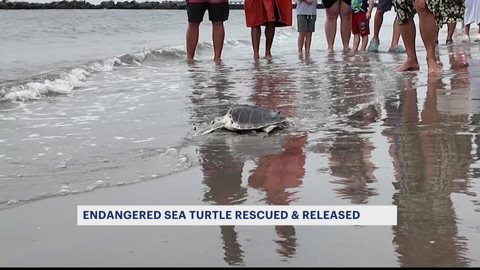Sea turtle Elton returns to Coney Island