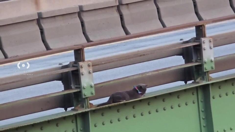 Brooklyn neighbors rally to save cat on expressway