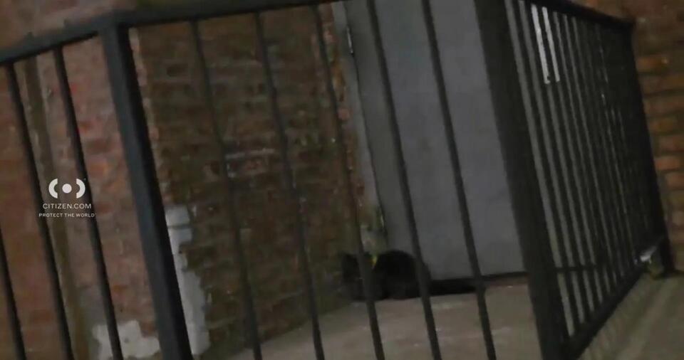 Brooklyn neighbors rally to save cat on expressway