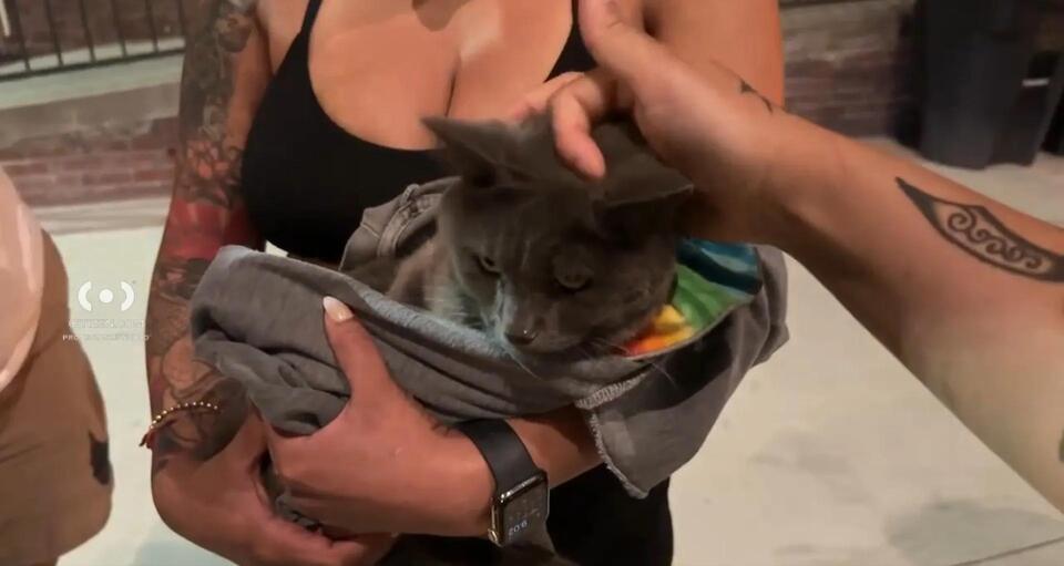Brooklyn neighbors rally to save cat on expressway