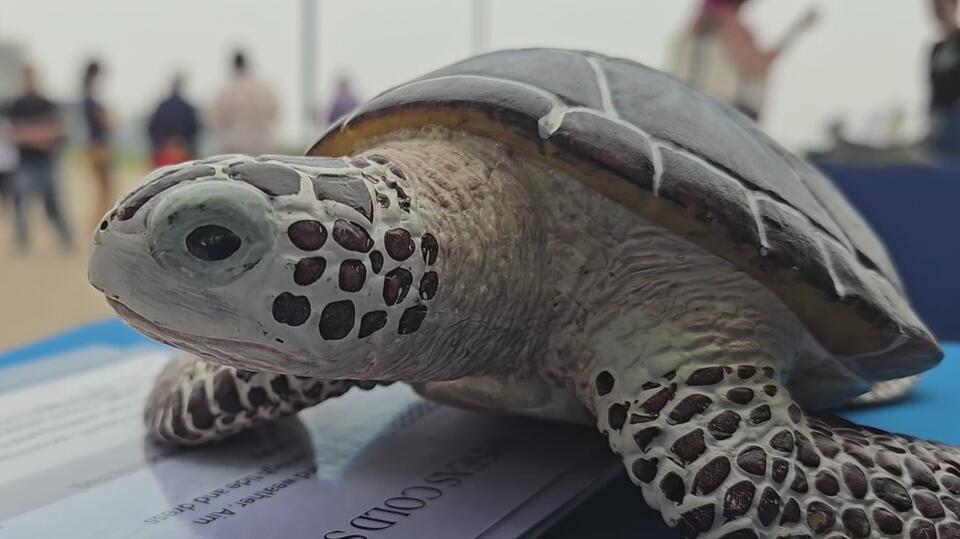 Sea turtle Elton’s wild return inspires Coney Island