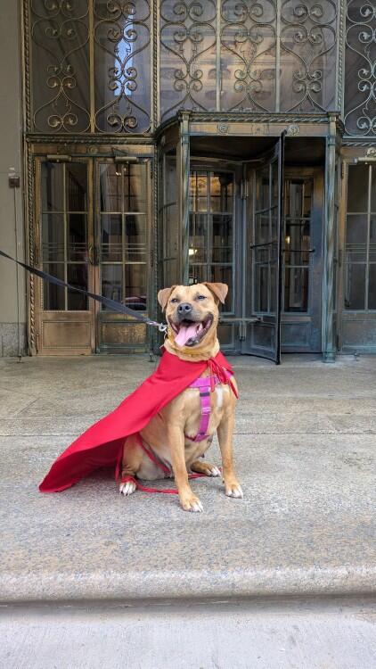 Cleveland’s shelters hope for a real-life Krypto moment