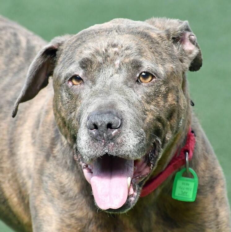 Cleveland’s shelters hope for a real-life Krypto moment
