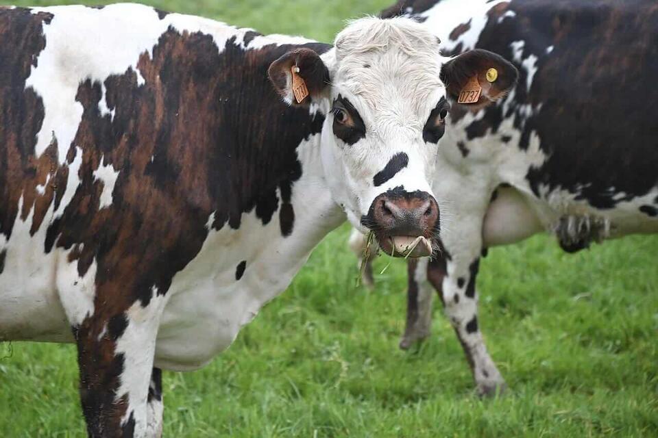 Why Beef Prices Might Sizzle Soon