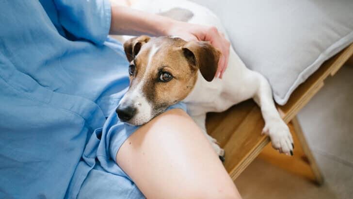 Why Your Dog Is Your Furry Shadow