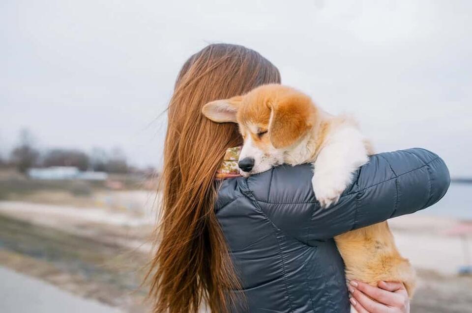 Why Your Dog Is Your Furry Shadow