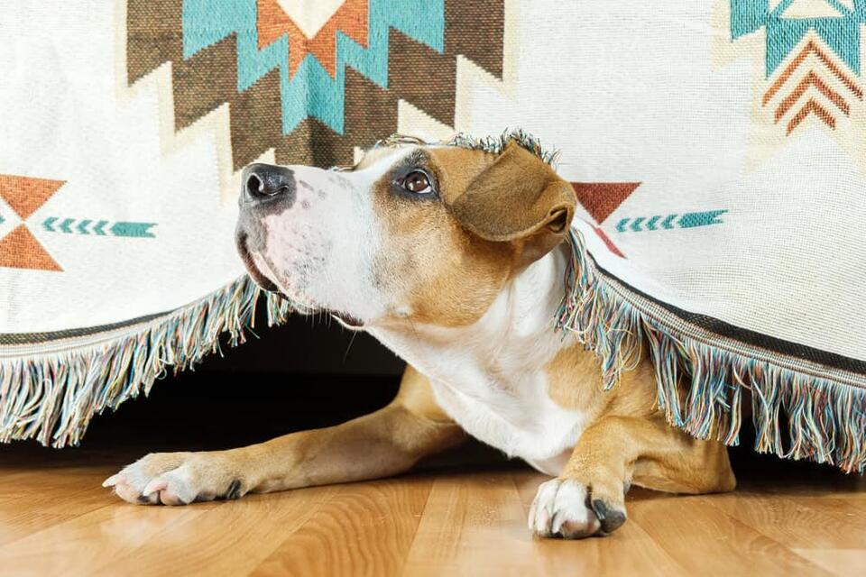 Why Your Dog Is Your Furry Shadow
