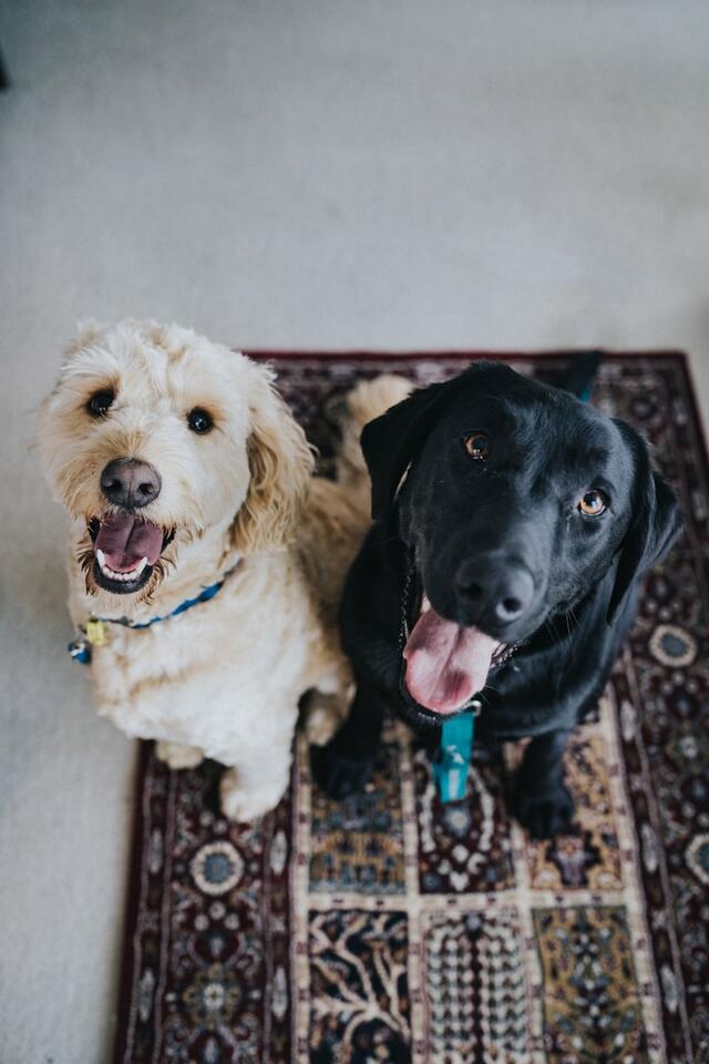 Why Your Dog Is Your Furry Shadow