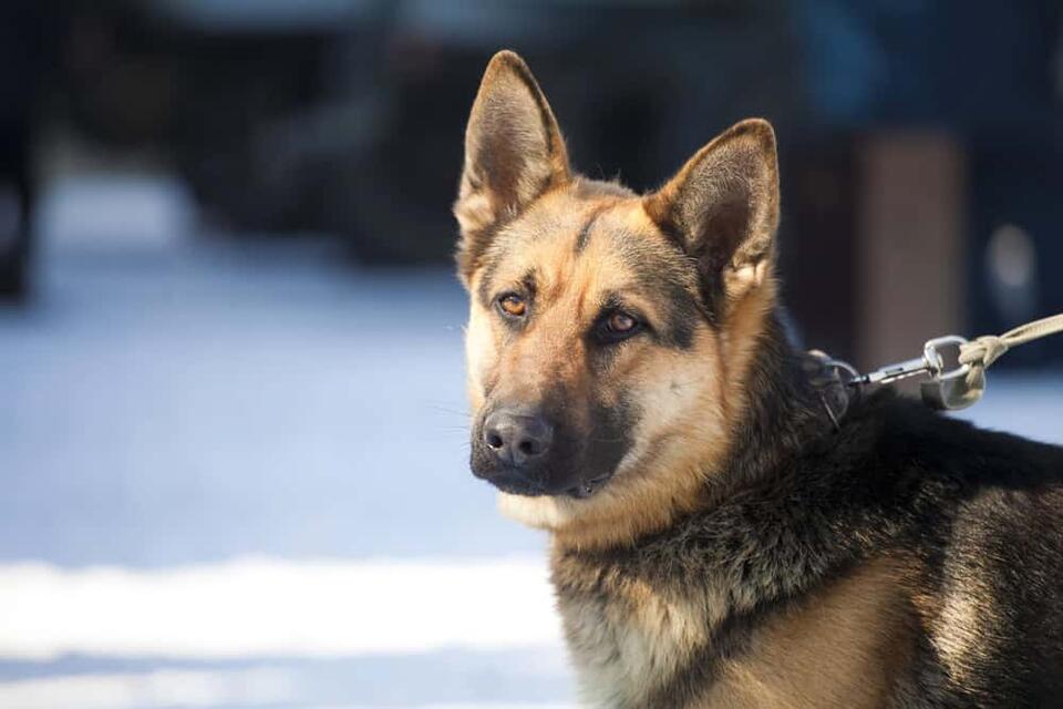 Why Your Dog Is Your Furry Shadow