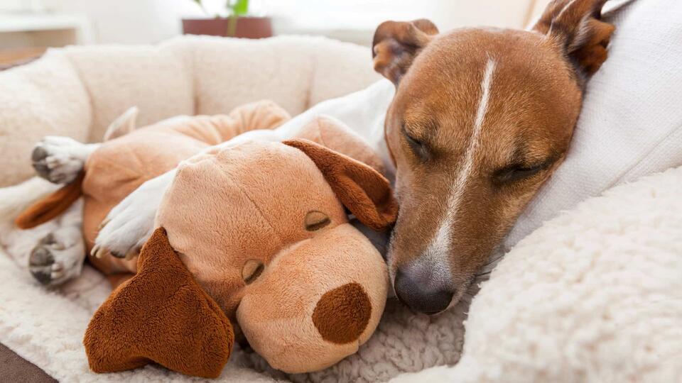 Why Your Dog Is Your Furry Shadow