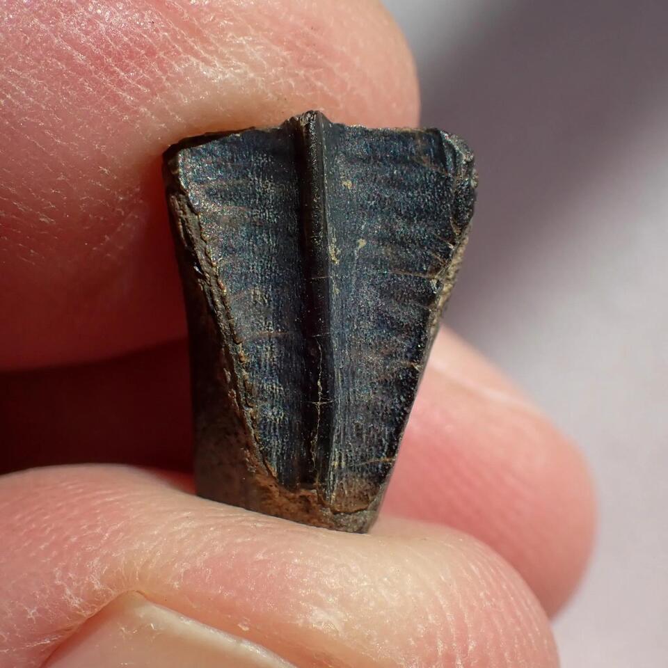 Alabama creek reveals dinosaur mystery