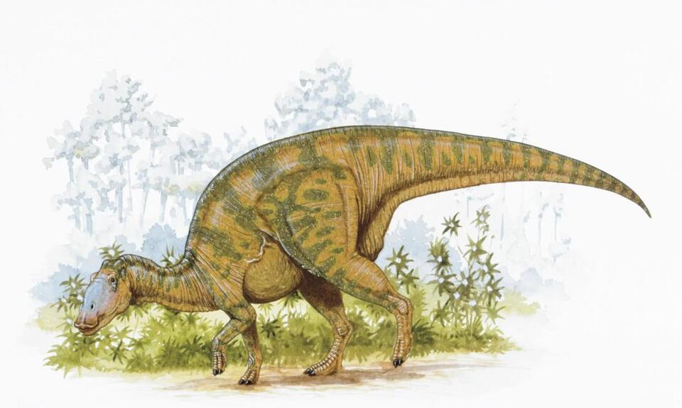 Alabama creek reveals dinosaur mystery