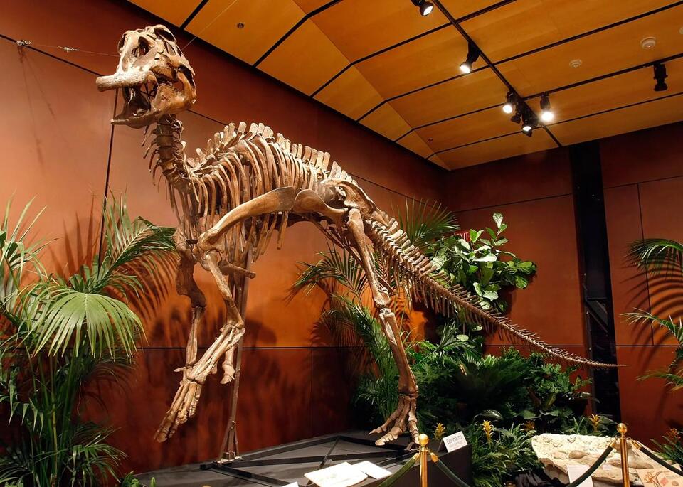 Alabama creek reveals dinosaur mystery