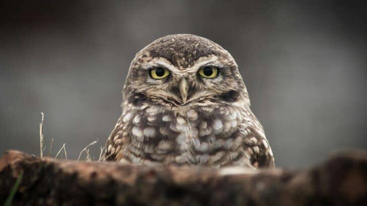 Owls Living Like Prairie Dogs?!