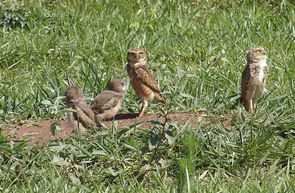 Owls Living Like Prairie Dogs?!