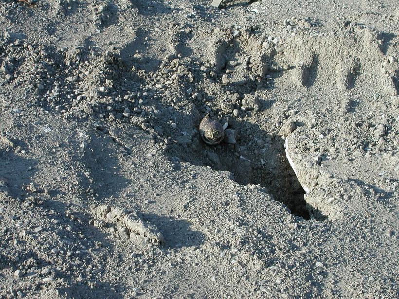 Owls Living Like Prairie Dogs?!