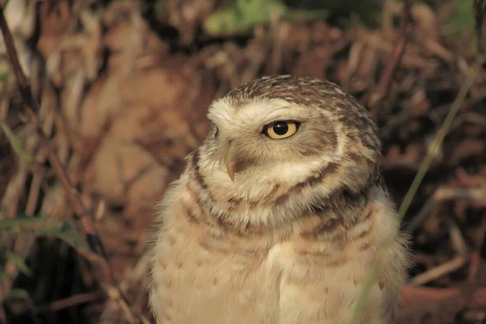 Owls Living Like Prairie Dogs?!