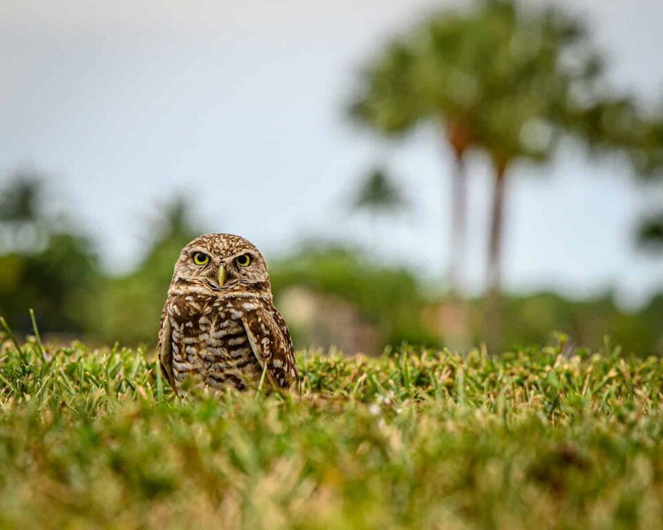 Owls Living Like Prairie Dogs?!