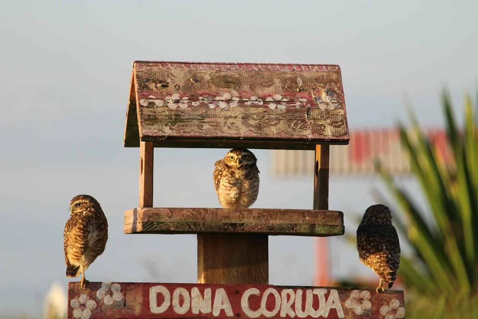 Owls Living Like Prairie Dogs?!