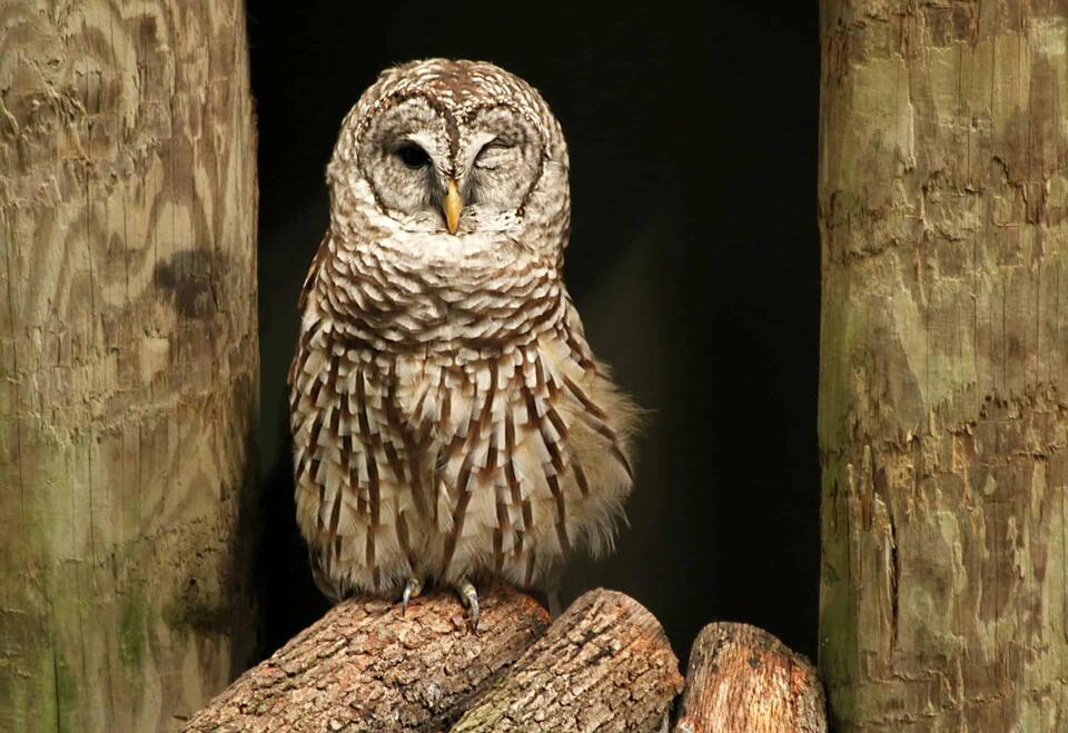 Owls Living Like Prairie Dogs?!