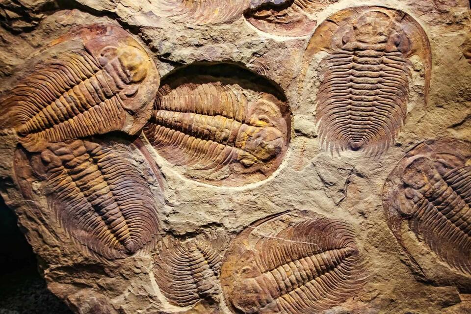 Earth’s First Animals Were Wildly Weird